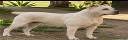 Cane Corso dogs for sale: Cane Corso 1 - Ad 4