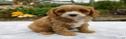 Cavapoo dogs for sale: Theo - Ad 5