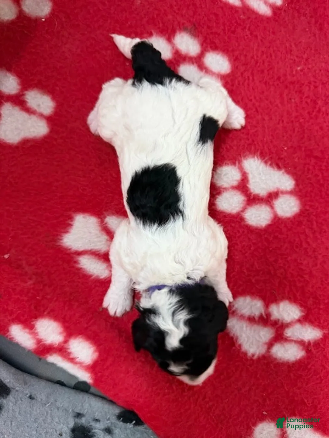 Miniature Poodle dogs for sale: Miniature Poodle Purple - Ad 2