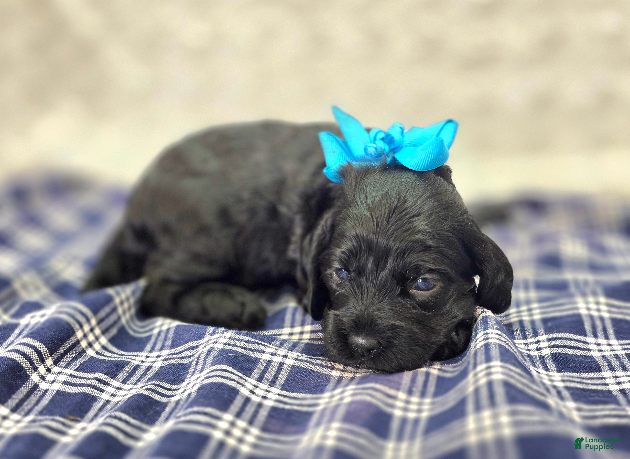 Cockapoo dogs Frostbite - Ad 23