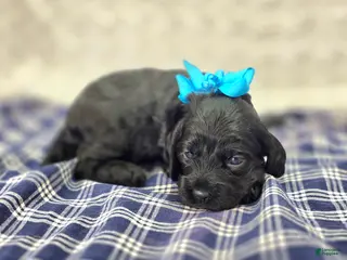 Cockapoo dogs Frostbite - Ad 22