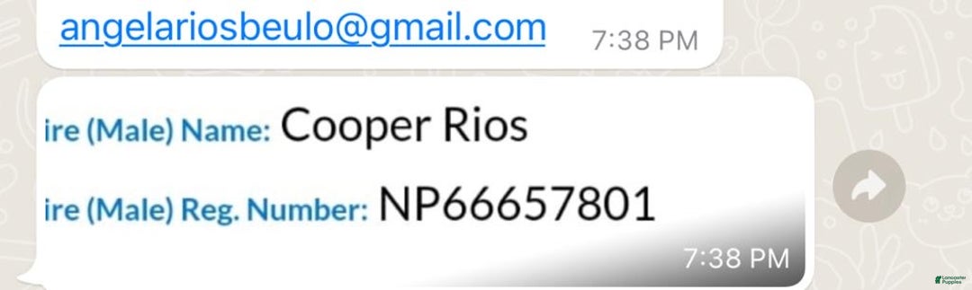 French Bulldog dogs for sale: French Bulldog Puppy 2 - Ad 9