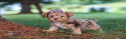 Yorkiepoo dogs for sale: Zoey - Ad 2