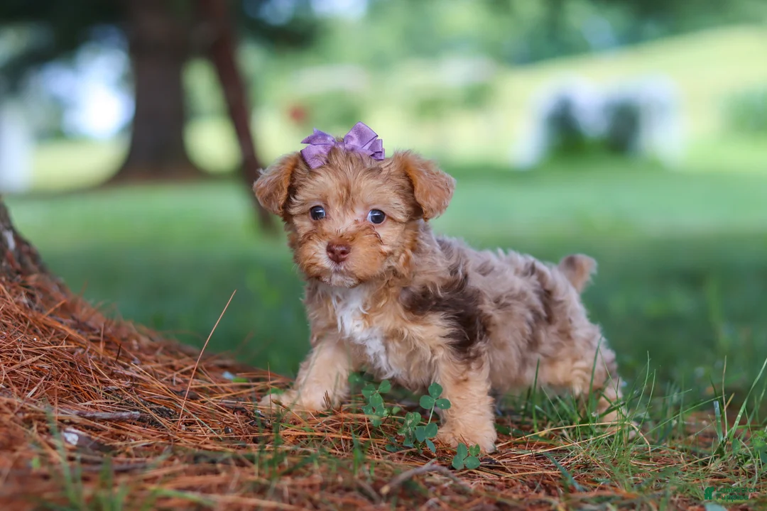 Yorkiepoo dogs for sale: Zoey - Ad 2
