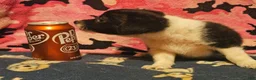 Chihuahua dogs for sale: Butter - Ad 3