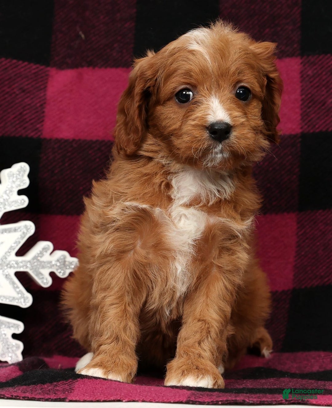 Cavapoo dogs for sale: Noel - Ad 6