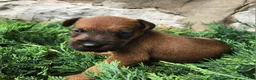 Irish Terrier dogs for sale: Roxie - Ad 3