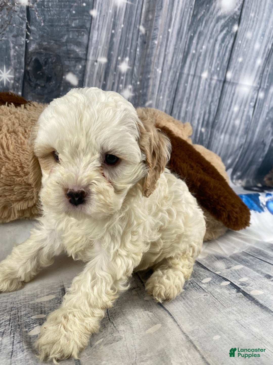 Cavapoo dogs for sale: Jenna - Ad 1