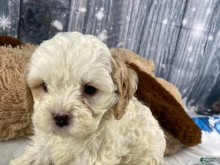 Cavapoo dogs Jenna - Ad 29