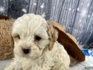 Cavapoo dogs Jenna - Ad 18