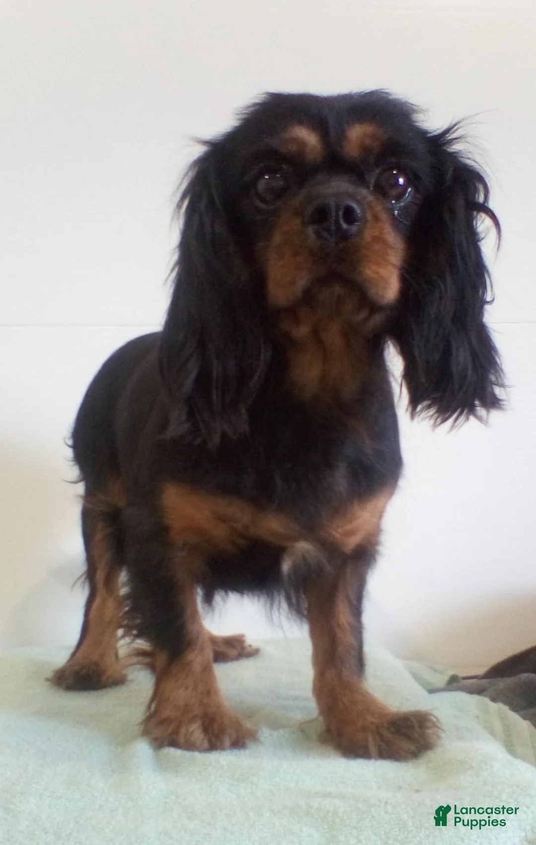 Cavalier King Charles Spaniel dogs for sale: Clearview Cody - Ad 2