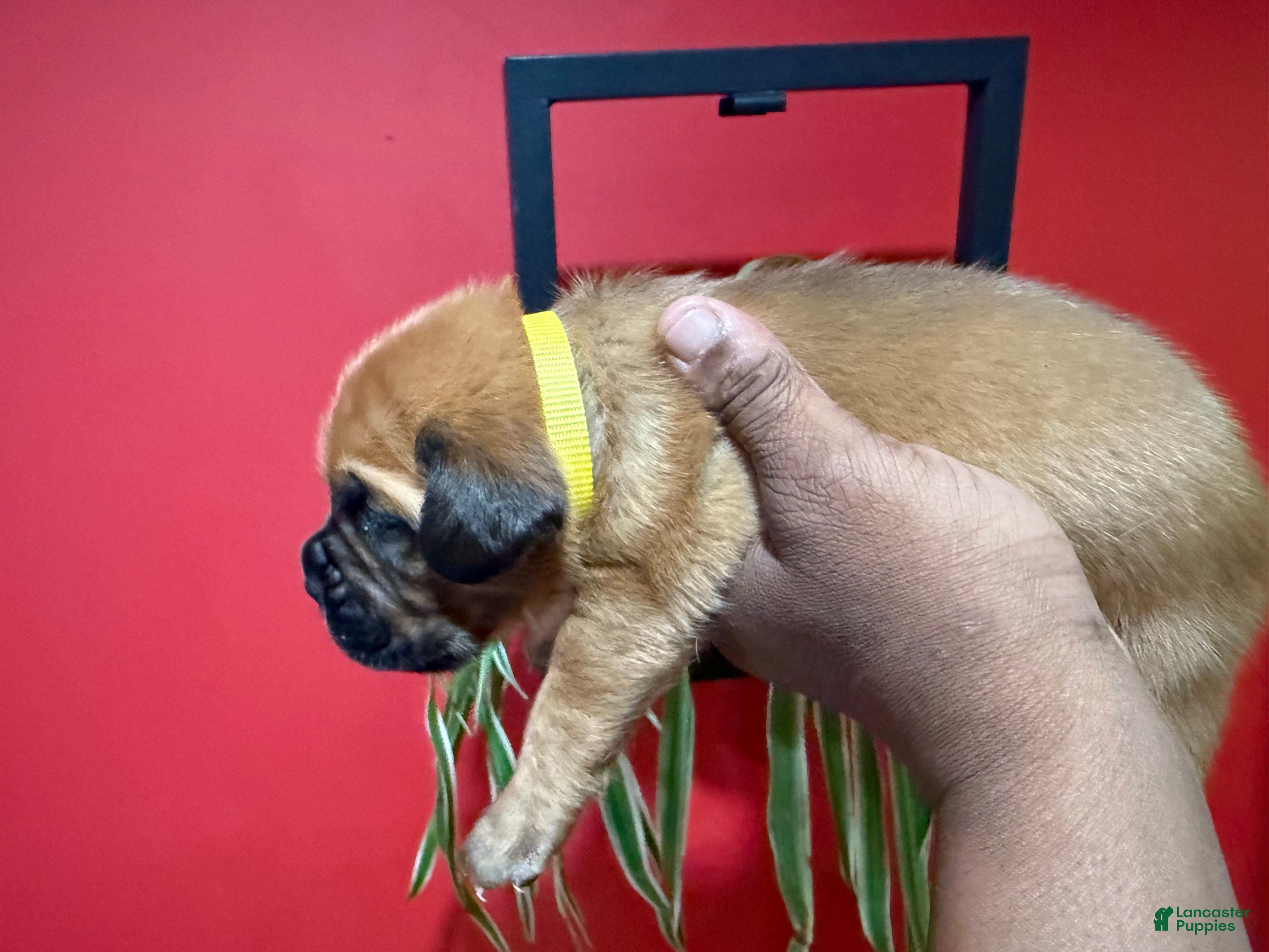Dogue De Bordeaux dogs for sale: Dogue De Bordeaux Puppy 8 - Ad 4