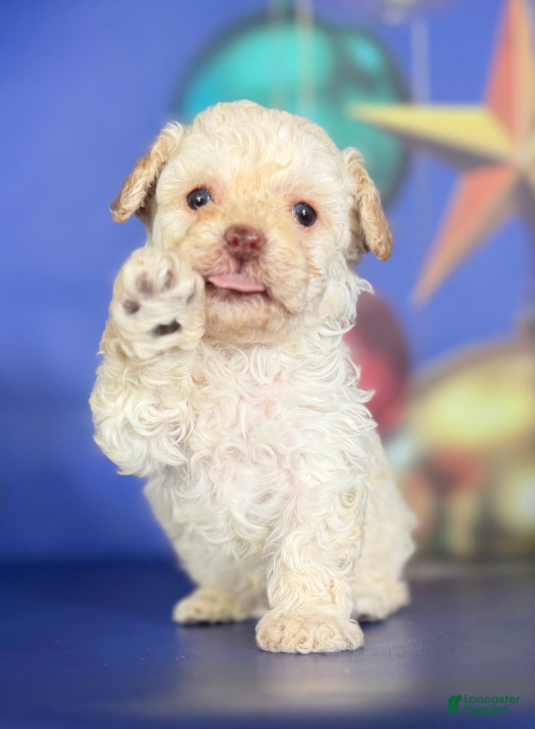Toy Poodle dogs for sale: ACA DNA crème brûlée - Ad 2