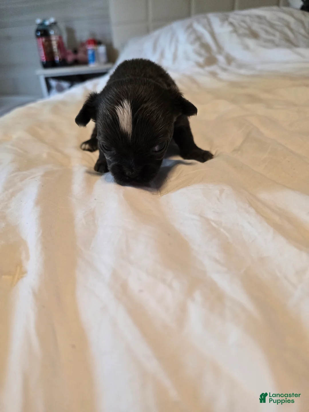 Chihuahua dogs for sale: Jill - Ad 2
