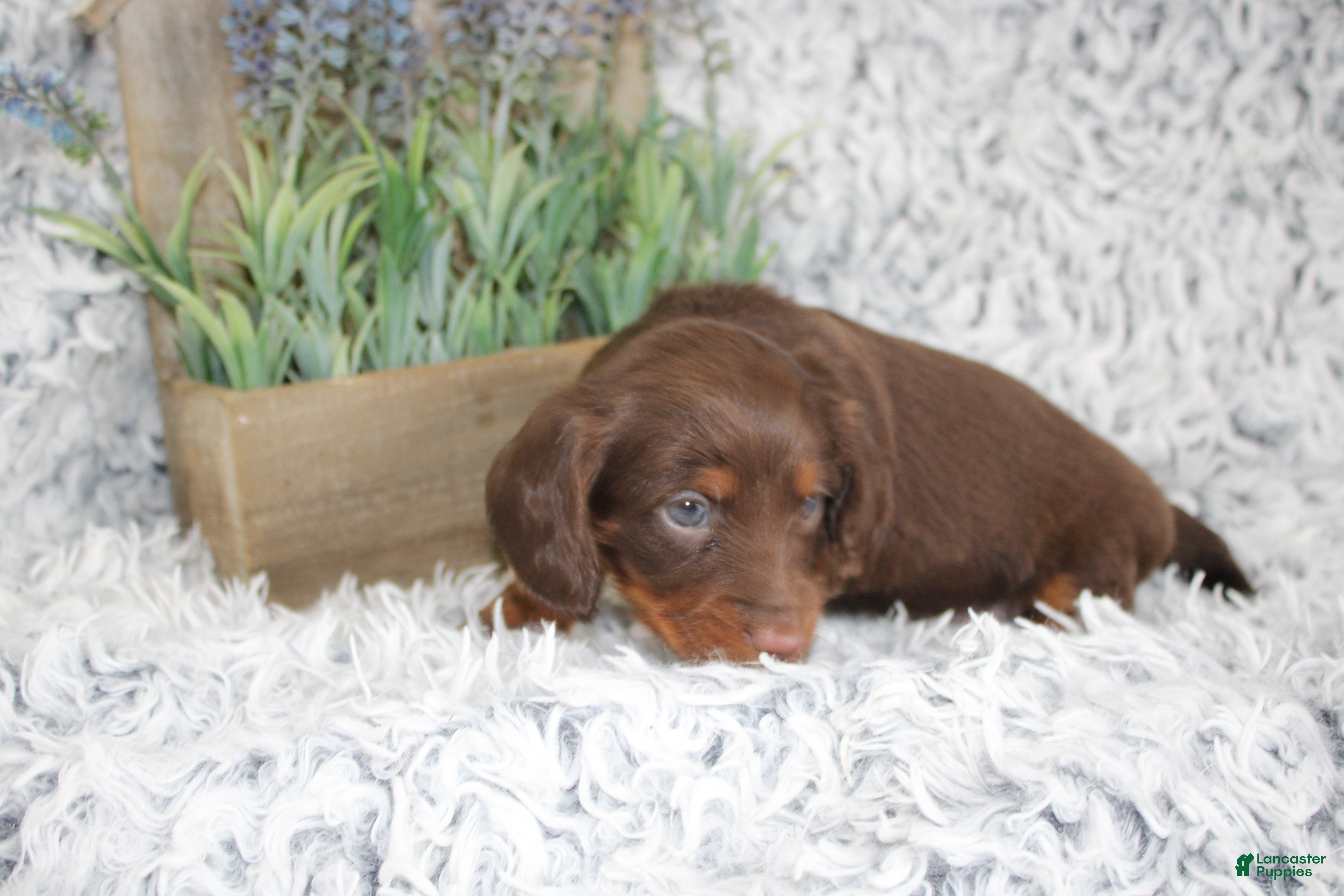 Dachshund dogs PORTER - Ad 2