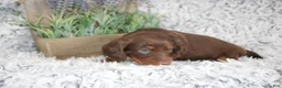 Dachshund dogs for sale: PORTER - Ad 2