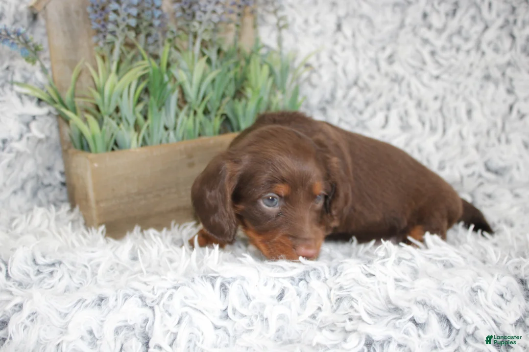Dachshund dogs for sale: PORTER - Ad 2