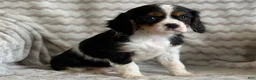 Cavalier King Charles Spaniel dogs for sale: Tulip - Ad 2