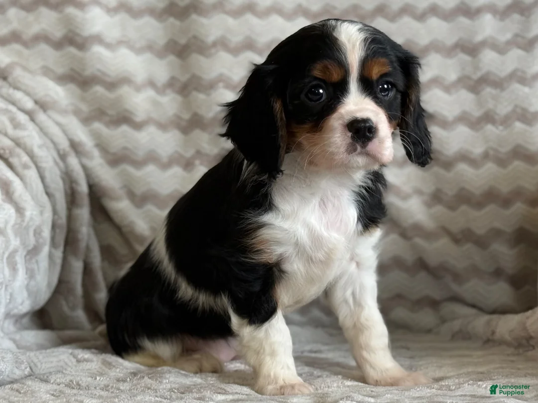 Cavalier King Charles Spaniel dogs for sale: Tulip - Ad 2