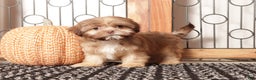 Shih Tzu dogs for sale: Olive- ACA Female Shihtzu  - Ad 1