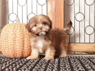 Shih Tzu dogs Olive- ACA Female Shihtzu - Ad 26