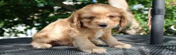 Cocker Spaniel dogs for sale: Bone - Ad 2