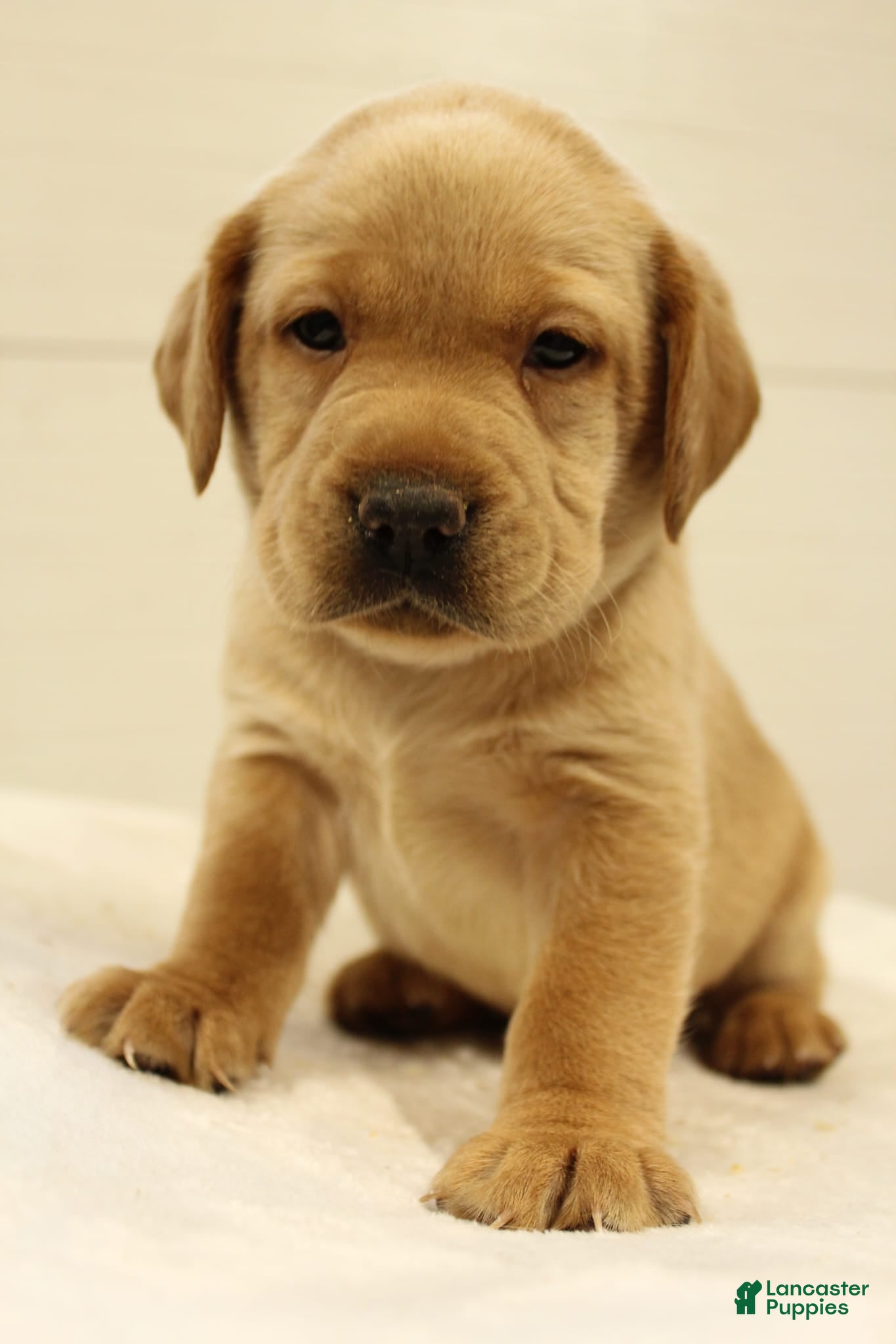 Simba, Labrador Retriever
