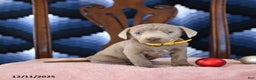Labrador Retriever dogs for sale: Astro - Ad 3
