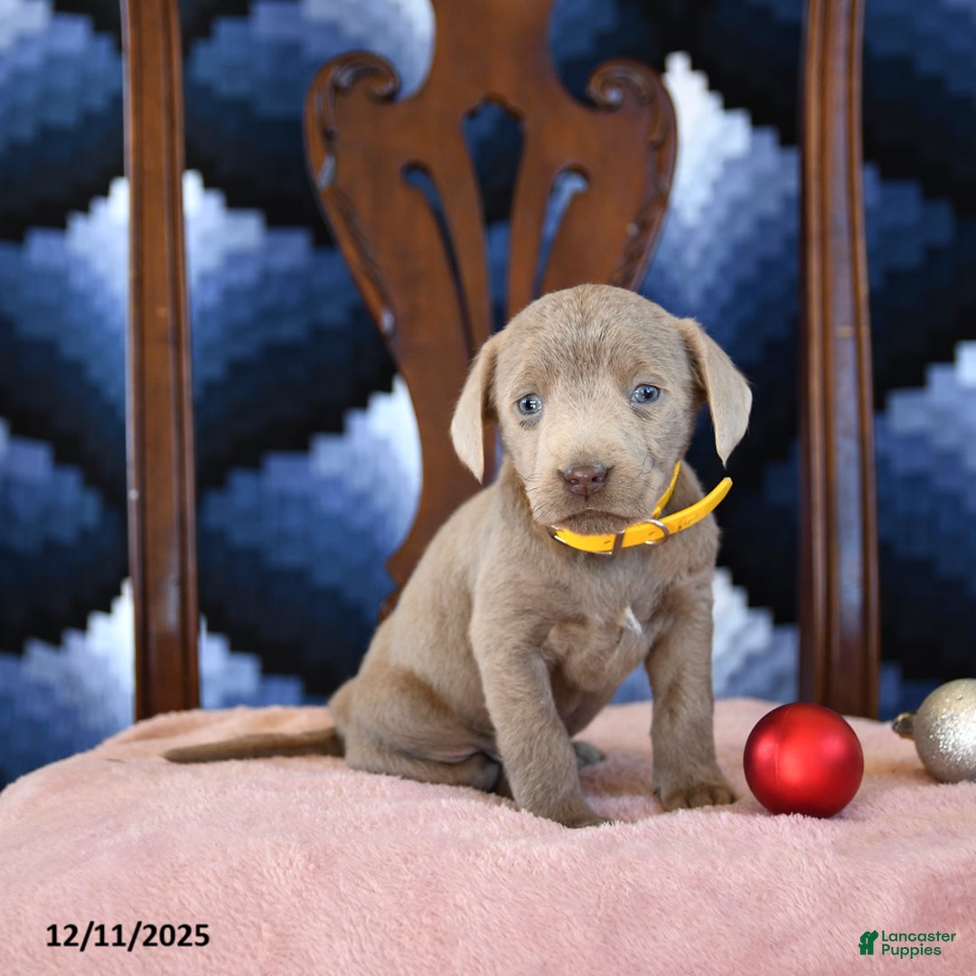 Labrador Retriever dogs for sale: Astro - Ad 3