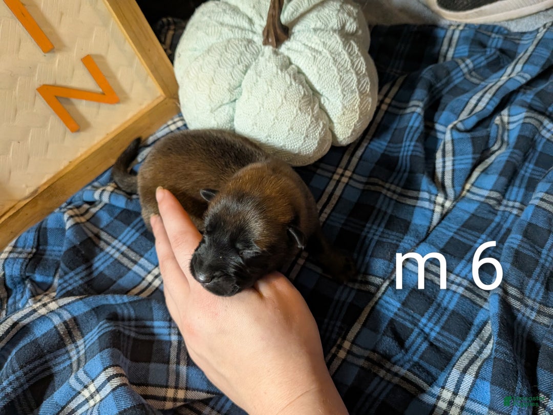 Belgian Malinois dogs for sale: Belgian Malinois Puppy 6 - Ad 2
