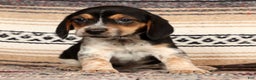 Beagle dogs for sale: Donald - Ad 5