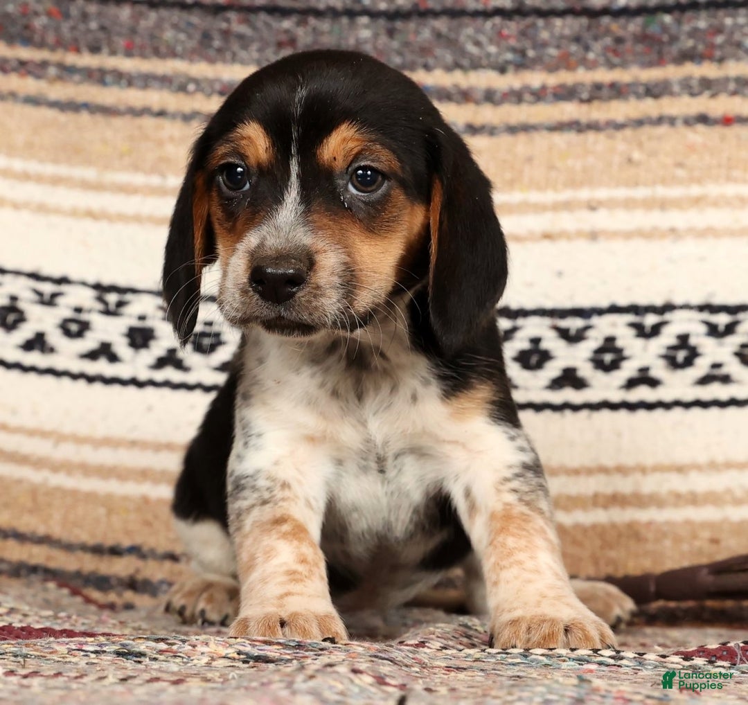 Beagle dogs for sale: Donald - Ad 5