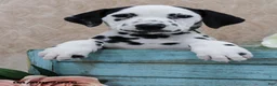 Dalmatian dogs for sale: Hendrix - Ad 5
