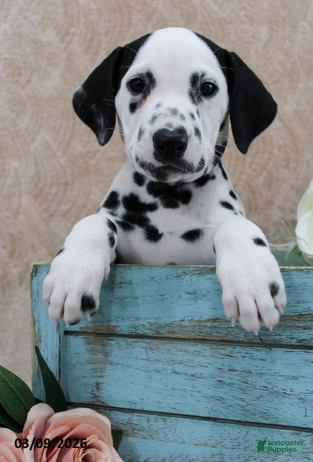 Dalmatian dogs for sale: Hendrix - Ad 5
