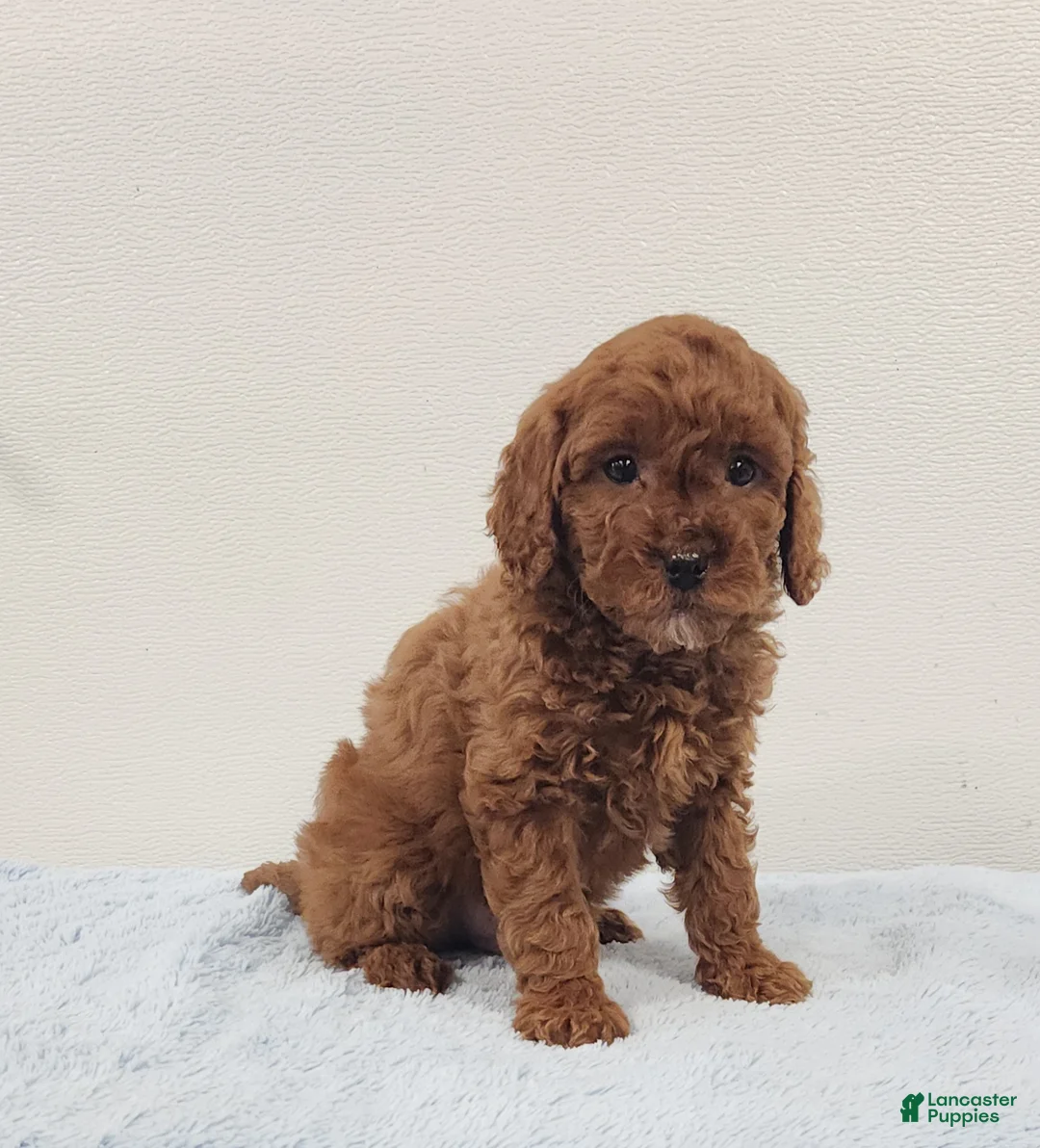 Mini Goldendoodle dogs for sale: Rambo - Ad 5