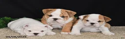 English Bulldog dogs for sale: Max - Ad 5