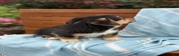 Welsh Corgi Pembroke dogs for sale: Juno - Ad 13