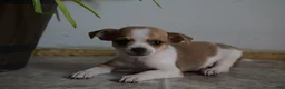 Mixed Breed dogs for sale: Bingo - Ad 3