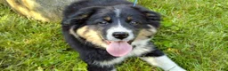 Australian Shepherd dogs for sale: Skip - Ad 6