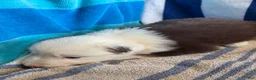 Australian Shepherd dogs for sale: Apple (AKC) - Ad 6