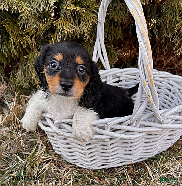 Dachshund dogs Cruz - Ad 2