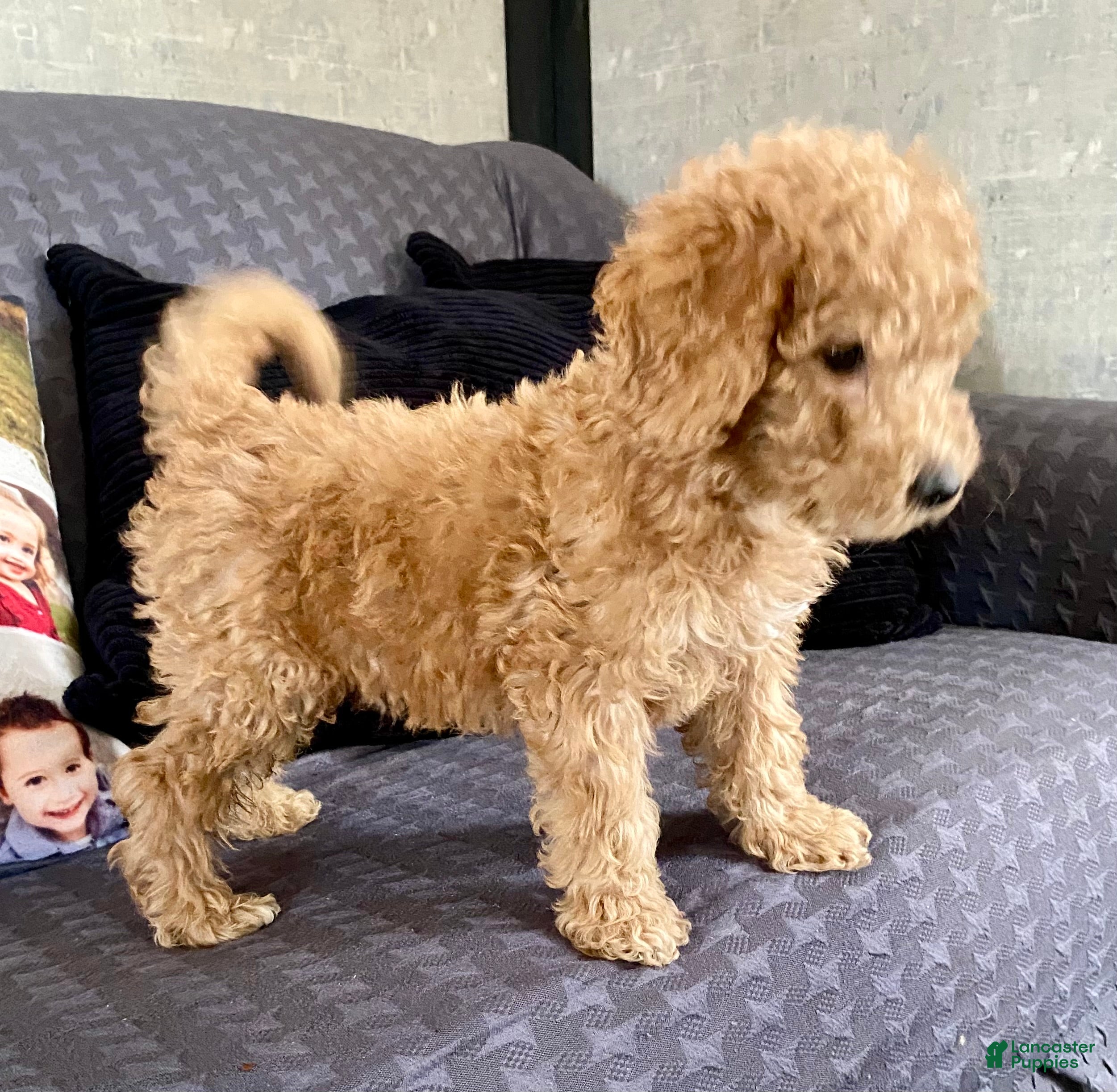 Standard Poodle dogs Carl - Ad 16