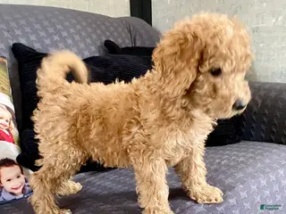 Standard Poodle dogs Carl - Ad 16