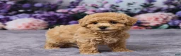 Bichpoo dogs for sale: Pansy - Ad 4