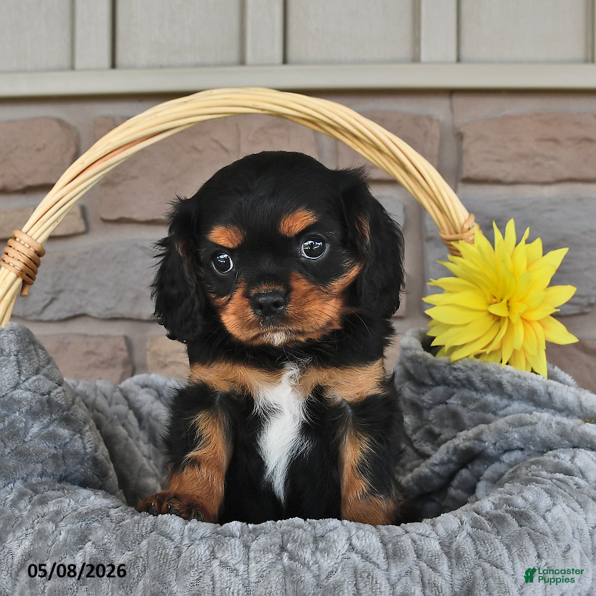 Cavalier King Charles Spaniel dogs Rusty - Ad 1