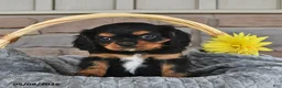Cavalier King Charles Spaniel dogs for sale: Rusty - Ad 1