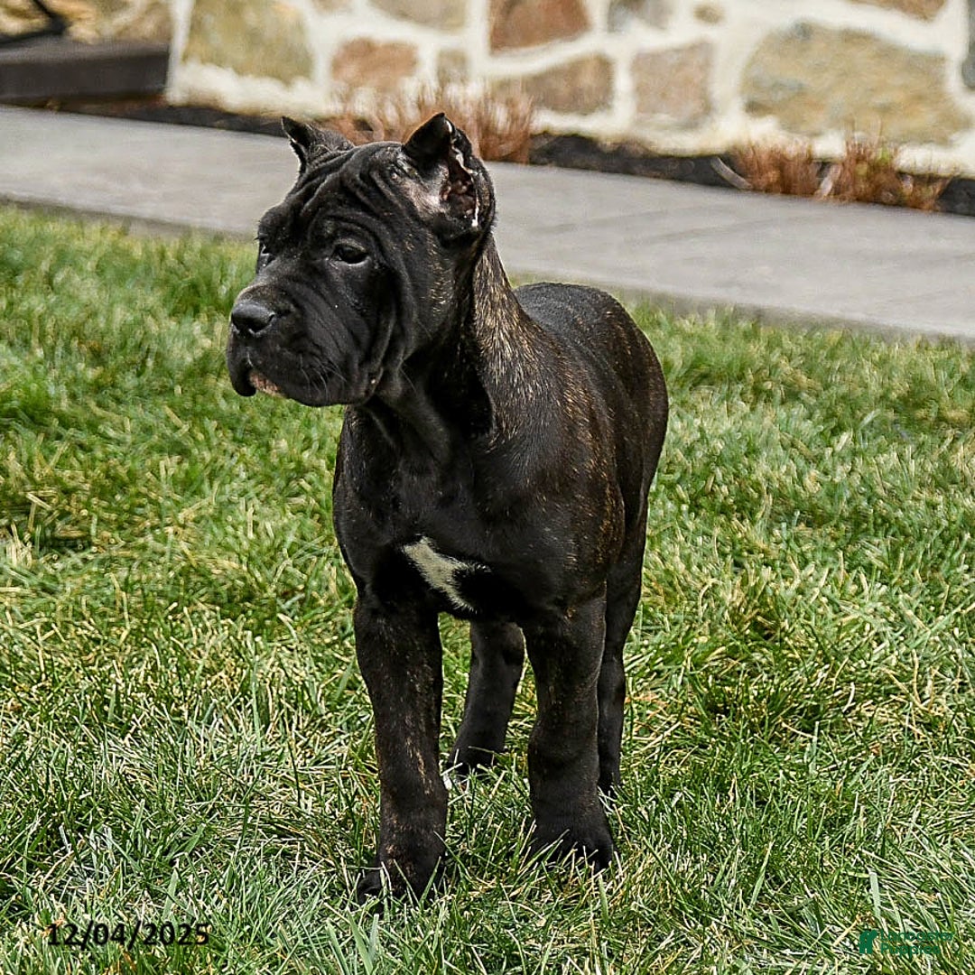 Cane Corso dogs for sale: Molly Cropped Ears - Ad 4