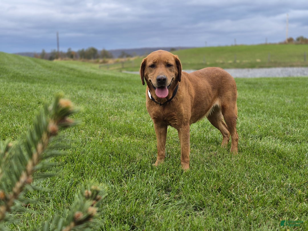 Labrador Retriever dogs for sale: Rosie - Ad 4