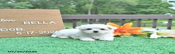 Maltese dogs for sale: Bella   - Ad 3