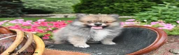 Pomeranian dogs for sale: Rascal - Ad 4